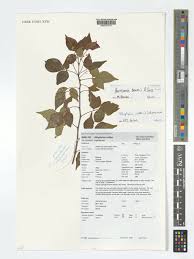 Image result for Harrisonia