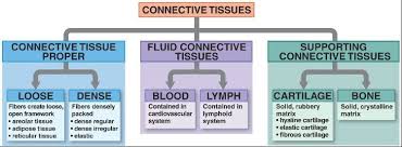 Connective Tissues Chart Need To Incorporate More Info But Keep Organized Anatomy And Physiology Tissue Types Skin Anatomy