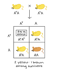 Both codominant alleles are shown with upper case letters in genetic diagrams, but. Non Mendelian Inheritance Review Article Khan Academy