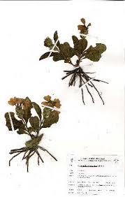 Image result for Crossandra greenstockii