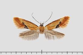 Image result for Batia internella