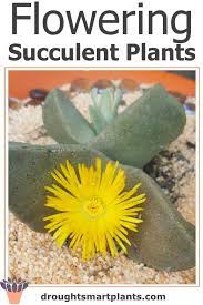 Succulents also happen to be right on trend with pantone's color of the year: Flowering Succulent Plants Succulent Plants With Flowers