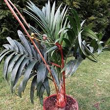 Image result for Chamaedorea radicalis