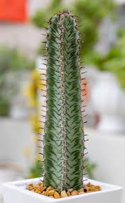 Image result for Euphorbia confinalis