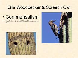 It's a cactus from the genus cylindropuntia or cholla cactus. Ppt Symbiosis Powerpoint Presentation Free Download Id 3264813