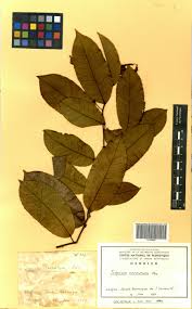 Image result for Sclerocroton