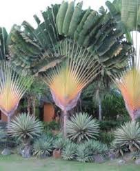 Image result for Ravenala madagascariensis