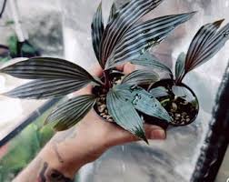 Image result for Dicoma galpinii