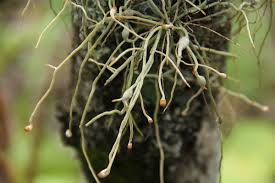 Image result for Microcoelia exilis