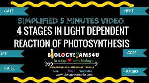 4 Stages In Light Dependent Reaction Of Photosynthesis 5 Minutes Video Simplified Concept Video Photosynthesis Biology Video