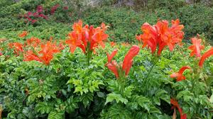 Image result for Tecomaria