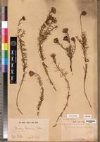 Image result for Vernonia bainesii