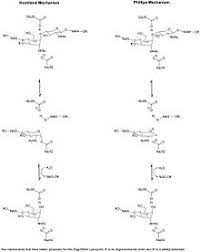Lysozyme Wikipedia
