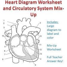 Cardiovascular System Mix Up And Heart Diagram Worksheet Heart Diagram Middle School Health Student Encouragement