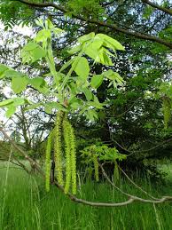 Image result for Juglans