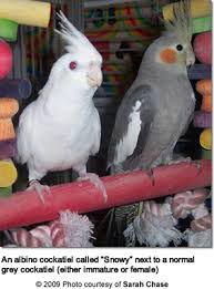 Cockatiel Mutations Beauty Of Birds