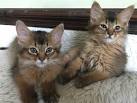 Kittens for Sale | Somail Cat Club
