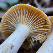 Image result for Russula compacta