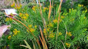 Image result for Senecio barbertonicus