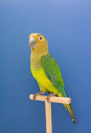Is It Me Or Are These Birds Actually Smiling Check Out These Bird Portraits By Luke Stephenson Birds Animals Cute Animals