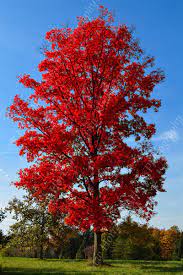 Red Oak Of Autumn Red Oak Artistic Photography White Oak