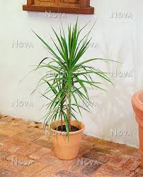Check spelling or type a new query. Dracaena Reflexa Var Angustifolia Mediendatenbank