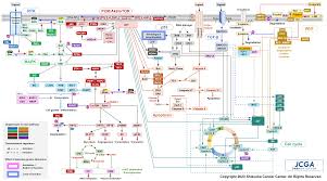 Image result for BRCA2