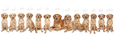 They have fur and should be brushed throughout the week to reduce. Little Orchard Dog Training Academy Goldbounty Golden Retrievers Little Orchard Dog Training Academy Based In And Around The Weston Super Mare Area Somerset Uk