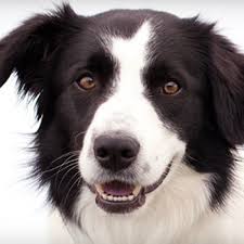 Enjoy 20% off banfield.com coupons, promo codes & discount deals for september 2020. Veterinary Services Banfield Pet Hospital Groupon