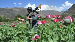 Résultat de recherche d'images pour "afghan poppy fields"