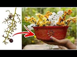 Grapes Stem Reuse Idea Easy Grape Stem Craft Idea Malayalam Daydreamer Merin Youtube In 2020 Stem Crafts Wax Flowers Flower Stamen