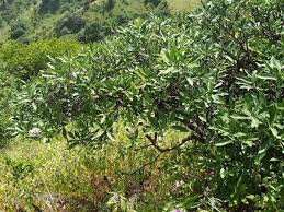 Image result for Cordia sinensis