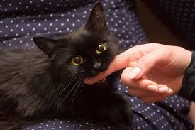 Why Does My Cat Bite Me Pets Kb