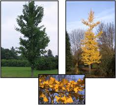 Trees arrived on a thursday after 6:00 pm and we planted them the next day. Princeton Sentry Ginkgo Hinsdale Nurseries