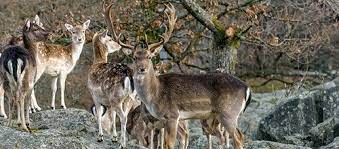 Kronhjorten, eller kronviltet som det ofta kallas, hålls av många som det absolut förnämsta högviltet. Klov Vilt Flashcards Quizlet