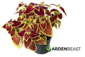 Image result for Coleus rhodesianum