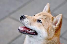Shiba Inu Sister Token A Literal Dogecoin Killer Has Soared 650 This Week What You Need To Know Benzinga
