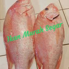 Maybe you would like to learn more about one of these? Jual Ikan Kakap Merah Segar Berat 1kg Kota Bandung Ikan Murah Segar Tokopedia