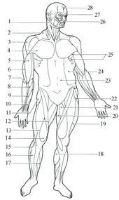 Students make, confirm, and revise simple predictions unlabeled copies of water cycle. 20 Blank Muscle Diagram Worksheet Worksheet From Home Muscular System Muscle Diagram Human Anatomy And Physiology