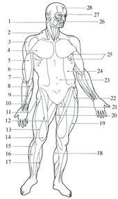 Muscles of the face neck unlabeled ear anatomy muscle. 20 Blank Muscle Diagram Worksheet Worksheet From Home Muscle Diagram Muscular System Human Anatomy And Physiology