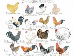 15 Correct Bantam Breed Chart