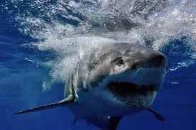 Sharks In Western Australia Context Clues Reading Classroom Shark