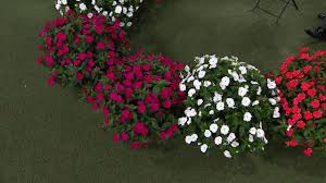 Maybe you would like to learn more about one of these? Cottage Farms 8 Piece Hearts Desire Sunpatiens Collection On Qvc Youtube