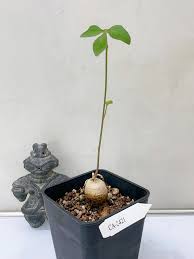 Image result for Adenia stenodactyla