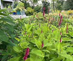 Image result for Persicaria