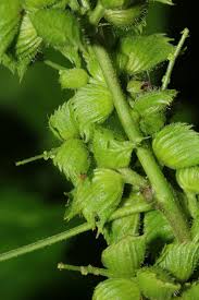 Image result for Acalypha fimbriata