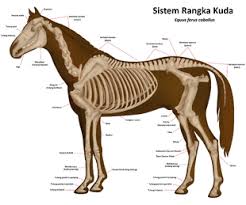 Mereka adalah hewan paling agresif dan mematikan di dunia. Kuda Wikipedia Bahasa Melayu Ensiklopedia Bebas