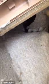 That's quite thoughtful of them. Terrified Driver Discovers A 10 Foot Nest Containing 350 000 Wasps In His Camper Van Daily Mail Online