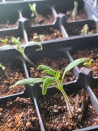 Image result for tomato seedling damping off
