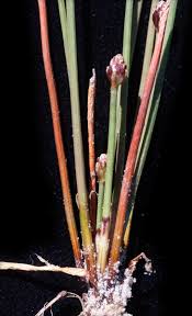 Image result for Eleocharis caduca